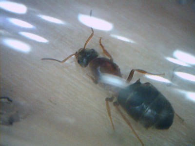 Ant2.jpg