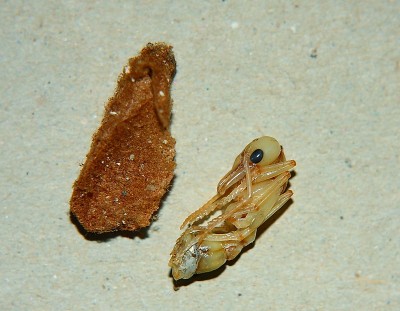 Myrmecia pavida Pk1.jpg