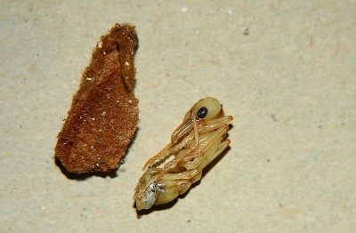 Myrmecia pavida Pk2.jpg