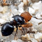 Meranoplus bicolor.jpg