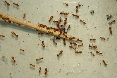 Lasius flavus M-2.jpg