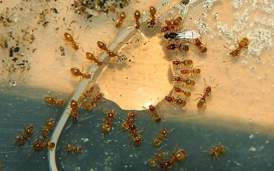 Lasius flavus M-1.jpg