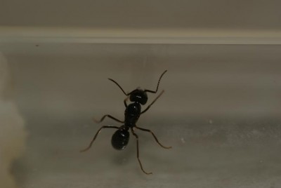 onbekende koningin 2.JPG