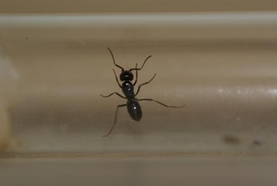 onbekende koningin.JPG