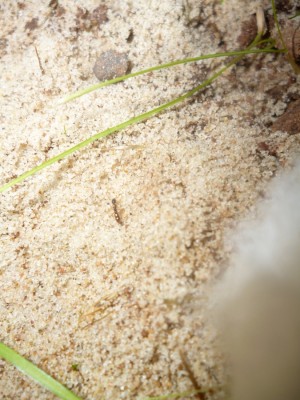 P1000886 (675x900).jpg