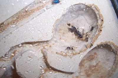 ants 003.jpg
