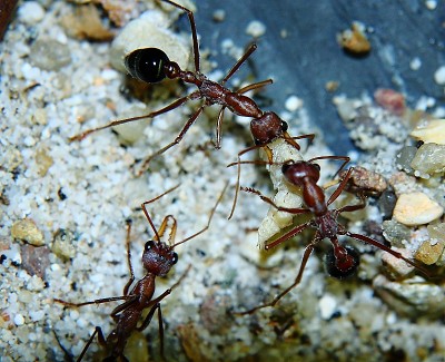 Myrmecia pavida -.jpg