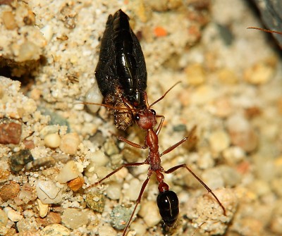 Myrmecia pavida mit Beuterest.jpg