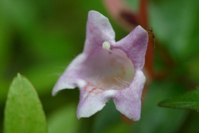 Ameise an Abelia.jpg