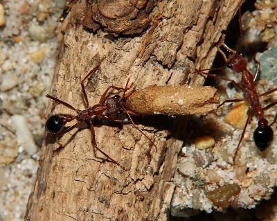 Myrmecia pavida _11.jpg