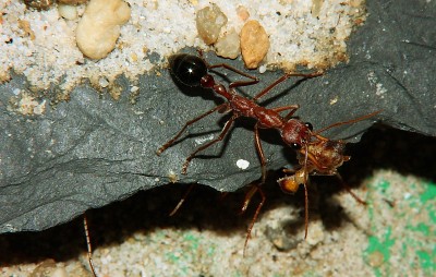Myrmecia pavida 22.jpg