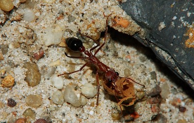 Myrmecia pavida 33.jpg