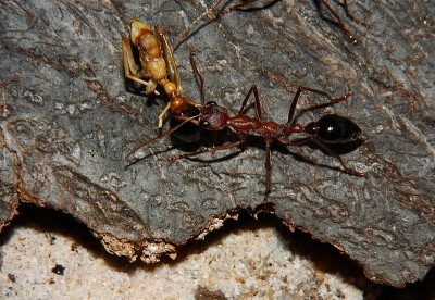 Myrmecia pavida 44.jpg