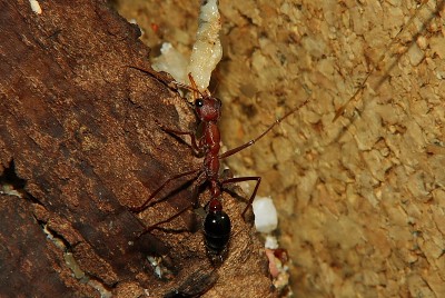 Myrmecia pavida 55.jpg