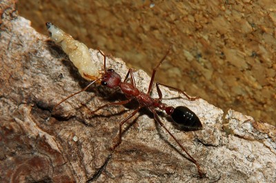 Myrmecia pavida 66.jpg