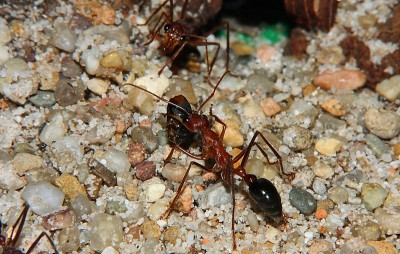 Myrmecia pavida 77.jpg
