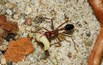 Myrmecia pavida 88.jpg