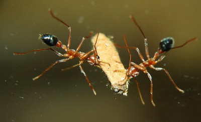 Myrmecia pavida 99.jpg