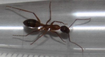 IMG_7155 (800x435).jpg