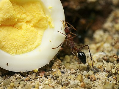 Myrmeciya pavida und Eigelb.jpg