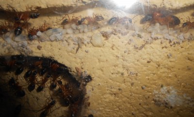 DSCN0092 (1900x1148).jpg