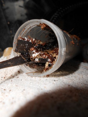 DSCN0124 (1700x1275) (1125x1500).jpg