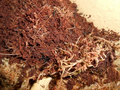 DSCN0132 (1000x750).jpg