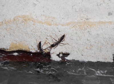 DSCN0135 (1650x1217) (1450x1069).jpg