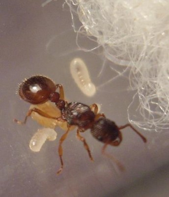 strongormyrmica2.JPG