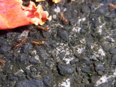 15 Big Island (144).JPG