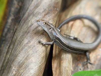 15 Big Island (183).JPG