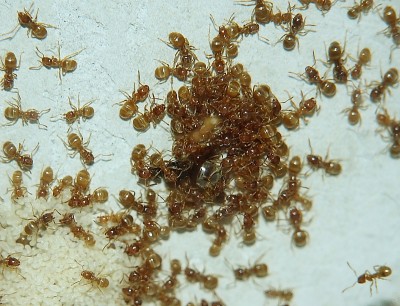 Lasius flavus_4.jpg