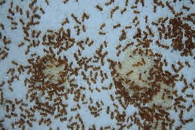 Lasius flavus_2.jpg