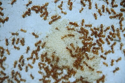 Lasius flavus_3.jpg