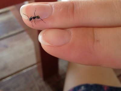 Polyrachis dives.JPG