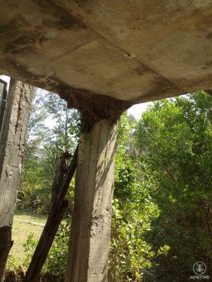 Polyrhachis dives - Betonsäule.JPG