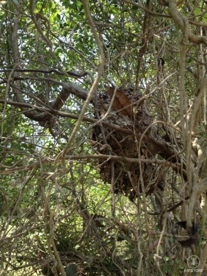Polyrhachis dives im Busch.JPG