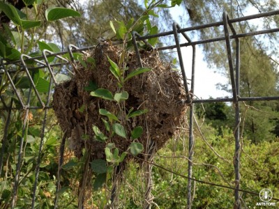 Polyrhachis dives am Bauzaun.JPG
