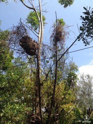 Polyrhachis dives Baum.JPG