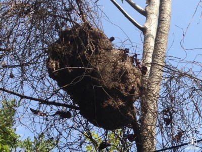 Polyrhachis dives Baum detail.jpg