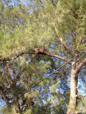 Polyrhachis dives Baum2.jpg