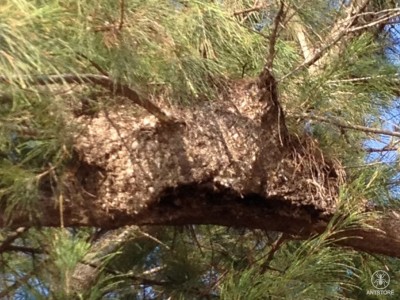 Polyrhachis dives Baum2 detail.jpg