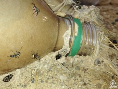 Polyrhachis dives in Flasche.jpg