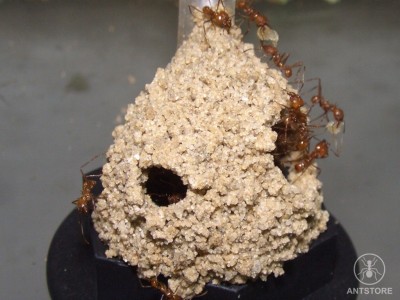 Atta cephalotes-Iglu.jpg