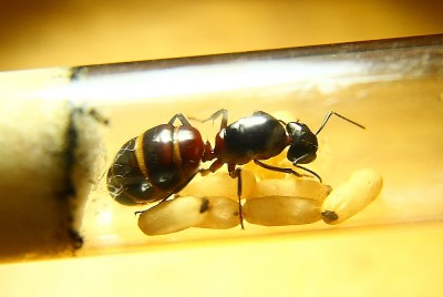 Camponotus ligniperdus.jpg