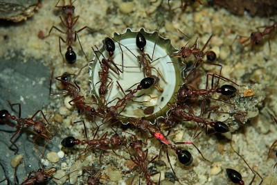 Myrmecia Königin 1 an.JPG