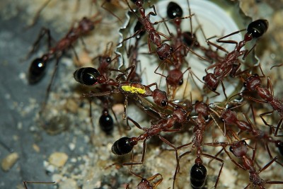 Myrmecia Königin 2 an.JPG