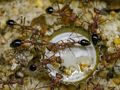 Myrmecia Königin 3 an.jpg