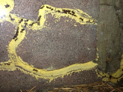 ANTSTORE Raptiformica Nest.jpg