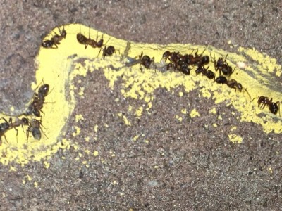 ANTSTORE Raptiformica.jpg